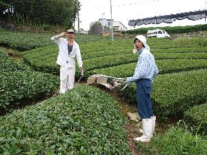 茶苗変顔