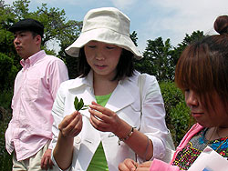 茶摘み 参加者