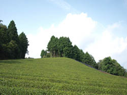 茶畑　風景