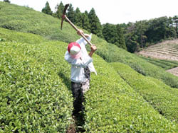 茶畑　風景