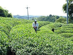 茶畑　風景