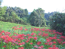 茶畑　風景