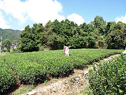 茶畑　風景
