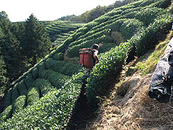 茶畑　風景