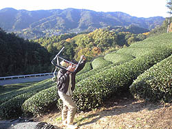 茶畑　風景