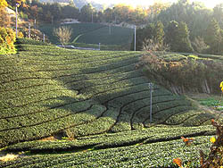 茶畑　風景