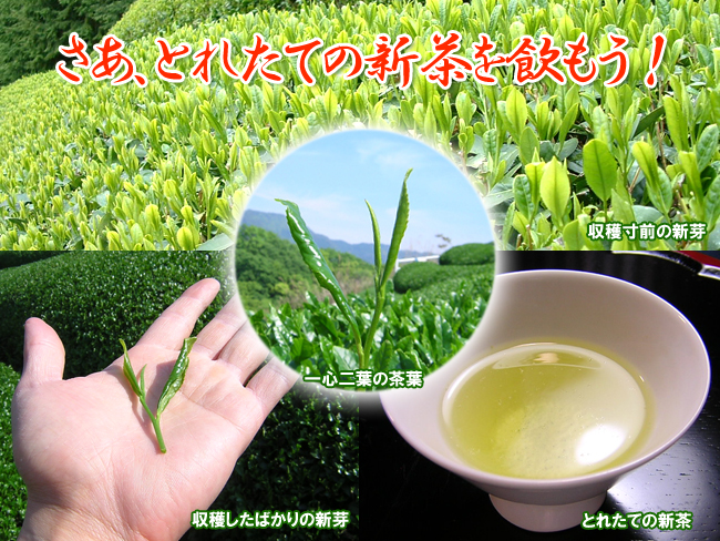 新茶を愉しむ贅沢