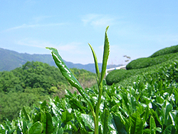 新茶を愉しむ贅沢