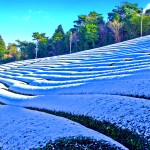 tea-field-in-snow