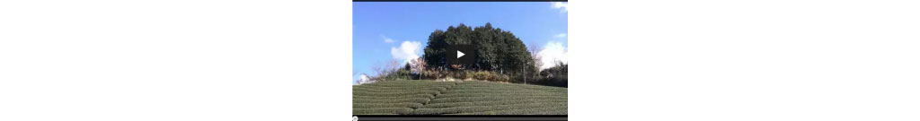 【映像】冬のよく晴れた茶畑　タイムラプス