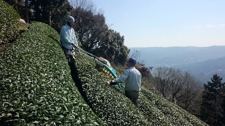 【今週の農作業・3月4週目】春番茶刈り
