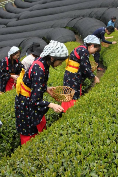 【イベント報告】春の茶摘体験2015