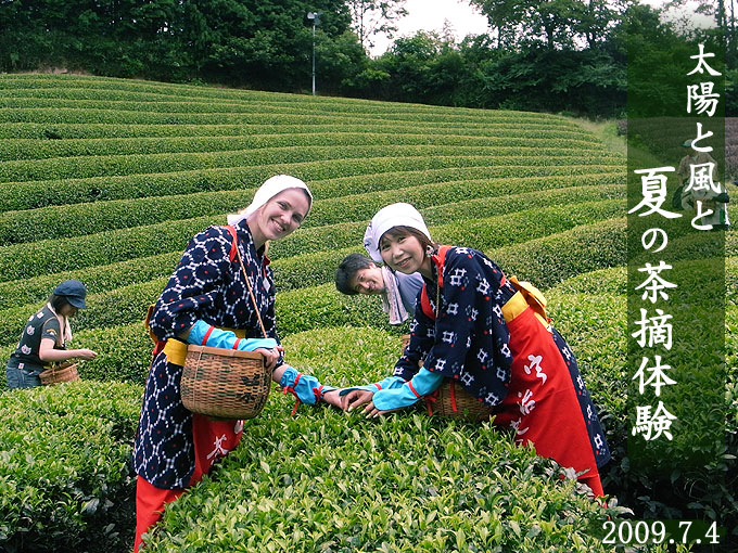 ご報告 初夏の茶摘み体験 ２００９ お茶の通販 京都おぶぶ茶苑ブログ おぶログ