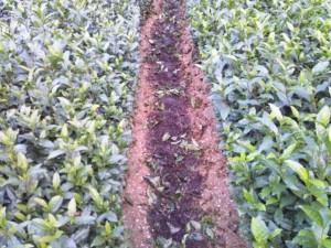 111122001 真ん中の濃茶色が土。その脇の薄茶色が肥料のなたねかす。その外側がお茶の木。(つまり真ん中が茶畑の隙間(畝間:うねま)です。
