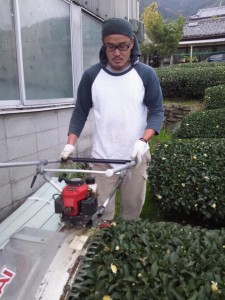 111127001 ならし。来年の新茶のための大事な作業。