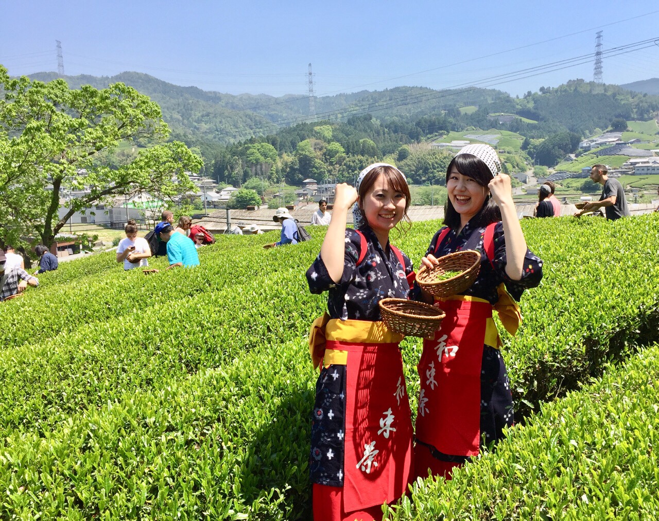 茶摘み 製茶体験できます 京都 宇治茶 和束町 お茶の通販 京都おぶぶ茶苑ブログ おぶログ