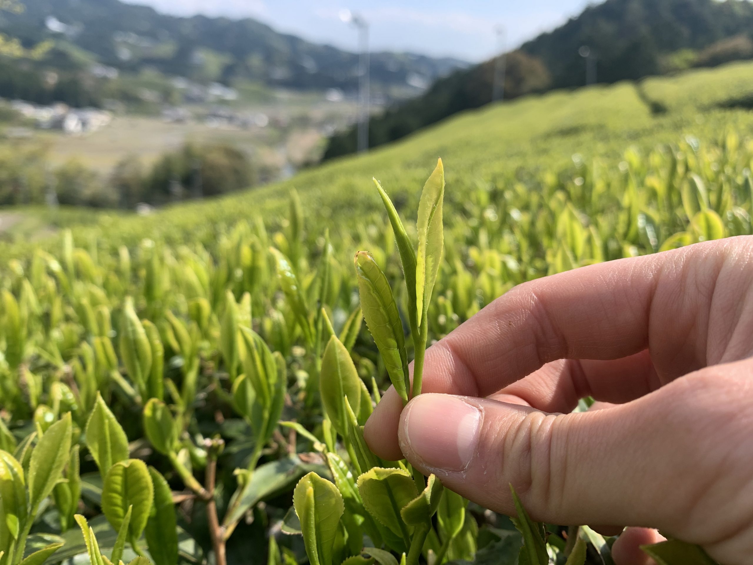 コロナに負けない！】緑茶カテキン豊富なおぶぶのお茶リスト | お茶の通販・京都おぶぶ茶苑ブログ おぶログ